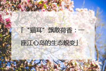 “猫耳”飘散荷香：一座江心岛的生态蜕变