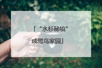 “水杉秘境”成鹭鸟家园