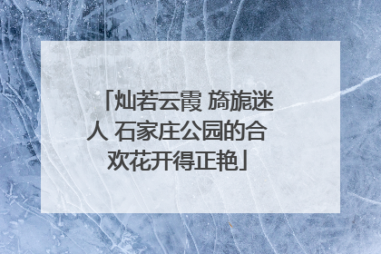 灿若云霞 旖旎迷人 石家庄公园的合欢花开得正艳