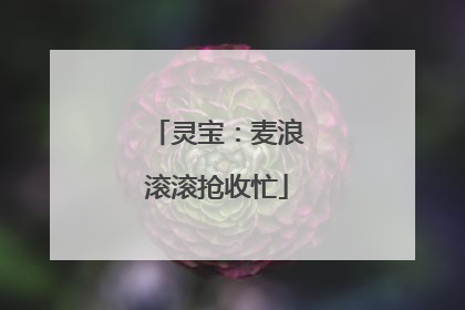 灵宝：麦浪滚滚抢收忙