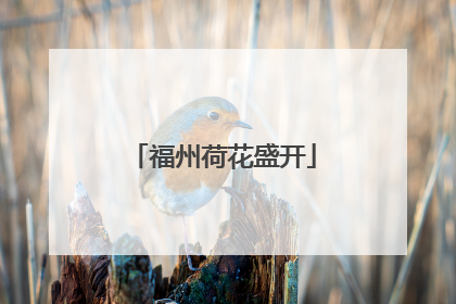 福州荷花盛开