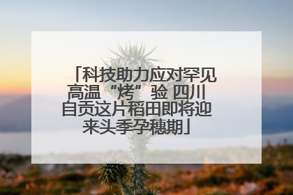 科技助力应对罕见高温“烤”验 四川自贡这片稻田即将迎来头季孕穗期