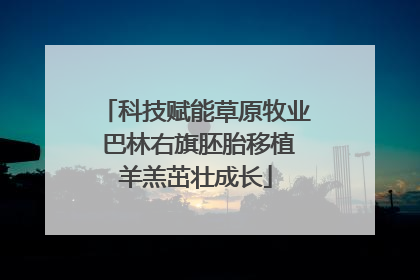 科技赋能草原牧业 巴林右旗胚胎移植羊羔茁壮成长