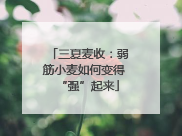 三夏麦收：弱筋小麦如何变得“强”起来