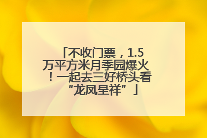 不收门票，1.5万平方米月季园爆火！一起去三好桥头看“龙凤呈祥”