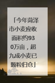今年菏泽市小麦应收面积约930万亩，超九成小麦已颗粒归仓