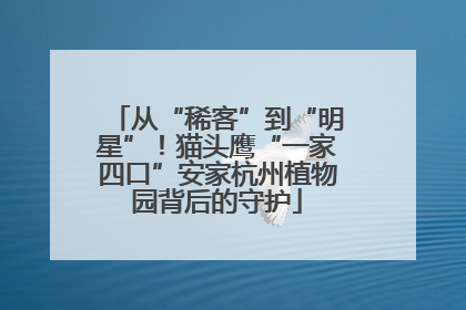 从“稀客”到“明星”！猫头鹰“一家四口”安家杭州植物园背后的守护