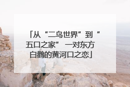从“二鸟世界”到“五口之家” 一对东方白鹳的黄河口之恋