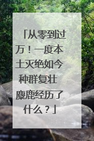 从零到过万！一度本土灭绝如今种群复壮 麋鹿经历了什么？