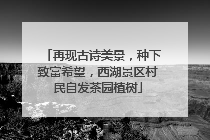 再现古诗美景，种下致富希望，西湖景区村民自发茶园植树