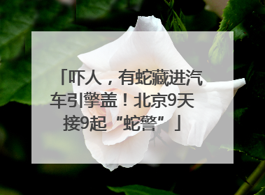 吓人，有蛇藏进汽车引擎盖！北京9天接9起“蛇警”