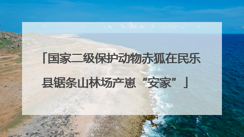 国家二级保护动物赤狐在民乐县锯条山林场产崽“安家”