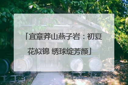 宜章莽山燕子岩：初夏花似锦 绣球绽芳颜