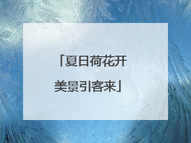 夏日荷花开 美景引客来