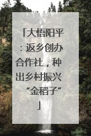 大悟阳平：返乡创办合作社，种出乡村振兴“金稻子”
