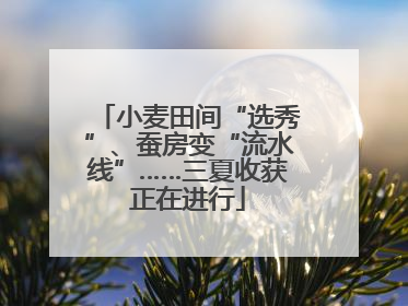 小麦田间“选秀”、蚕房变“流水线”……三夏收获正在进行