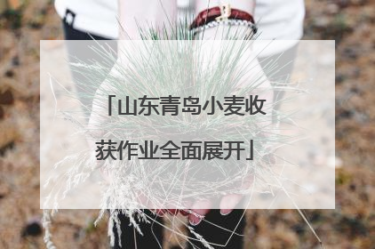 山东青岛小麦收获作业全面展开