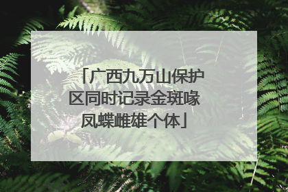 广西九万山保护区同时记录金斑喙凤蝶雌雄个体