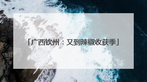 广西钦州：又到辣椒收获季