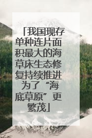 我国现存单种连片面积最大的海草床生态修复持续推进 为了“海底草原”更繁茂