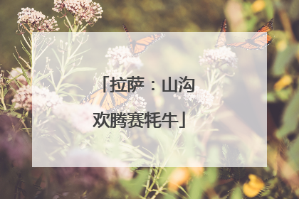 拉萨：山沟欢腾赛牦牛