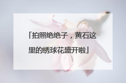 拍照绝绝子，黄石这里的绣球花盛开啦