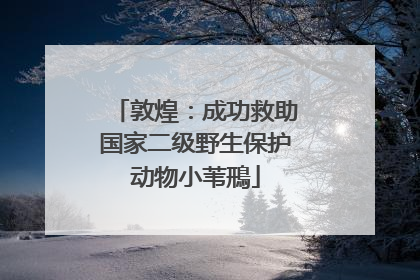 敦煌：成功救助国家二级野生保护动物小苇鳽