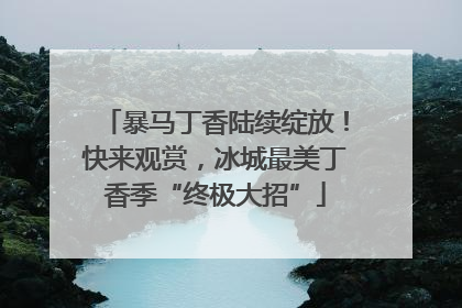 暴马丁香陆续绽放！快来观赏，冰城最美丁香季“终极大招”