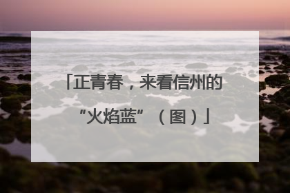 正青春，来看信州的“火焰蓝”（图）