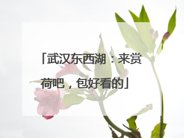 武汉东西湖：来赏荷吧，包好看的