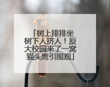 树上排排坐 树下人挤人！厦大校园来了一窝猫头鹰引围观
