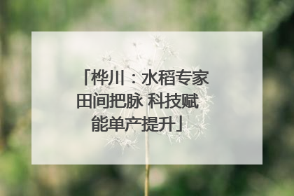桦川：水稻专家田间把脉 科技赋能单产提升