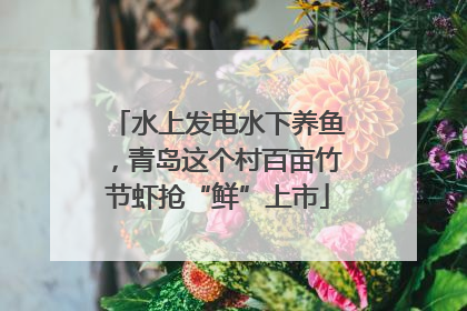 水上发电水下养鱼，青岛这个村百亩竹节虾抢“鲜”上市