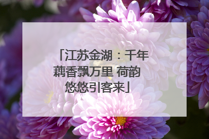 江苏金湖：千年藕香飘万里 荷韵悠悠引客来