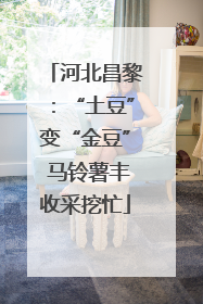 河北昌黎：“土豆”变“金豆” 马铃薯丰收采挖忙