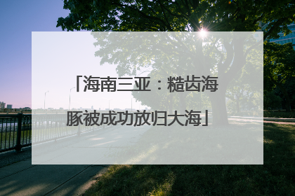 海南三亚：糙齿海豚被成功放归大海