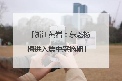 浙江黄岩：东魁杨梅进入集中采摘期