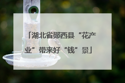 湖北省郧西县“花产业”带来好“钱”景