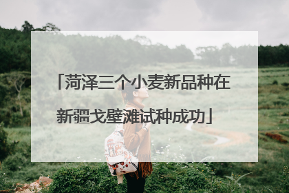 菏泽三个小麦新品种在新疆戈壁滩试种成功