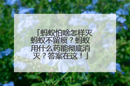 蚂蚁怕啥怎样灭蚂蚁不留痕？蚂蚁用什么药能彻底消灭？答案在这！