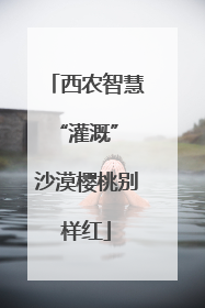 西农智慧“灌溉” 沙漠樱桃别样红