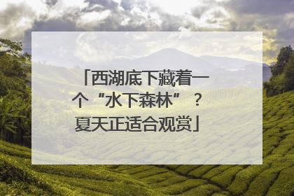 西湖底下藏着一个“水下森林”？夏天正适合观赏