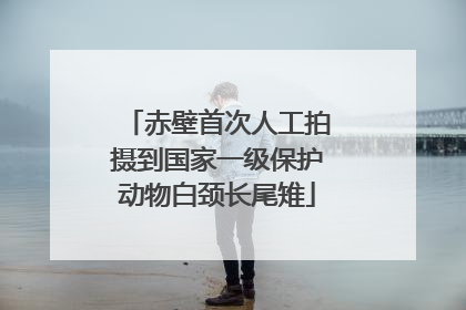 赤壁首次人工拍摄到国家一级保护动物白颈长尾雉