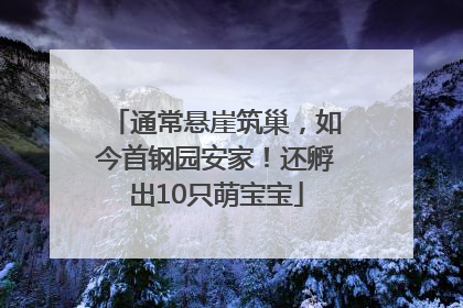 通常悬崖筑巢，如今首钢园安家！还孵出10只萌宝宝