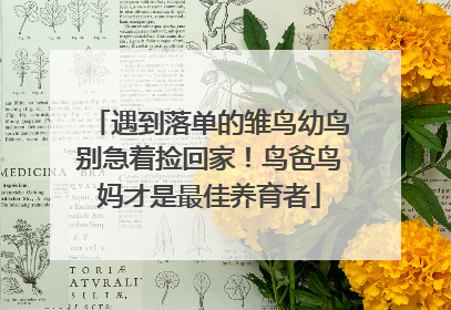遇到落单的雏鸟幼鸟别急着捡回家！鸟爸鸟妈才是最佳养育者