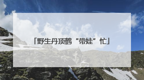 野生丹顶鹤“带娃”忙