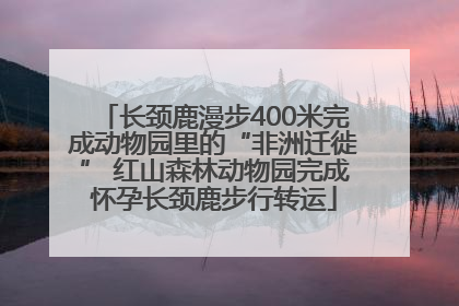 长颈鹿漫步400米完成动物园里的“非洲迁徙” 红山森林动物园完成怀孕长颈鹿步行转运