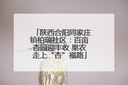 陕西合阳同家庄镇柏瑞社区：百亩杏园迎丰收 果农走上“杏”福路