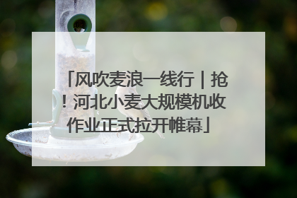 风吹麦浪一线行｜抢！河北小麦大规模机收作业正式拉开帷幕