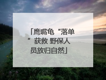 鹰嘴龟“落单”获救 野保人员放归自然